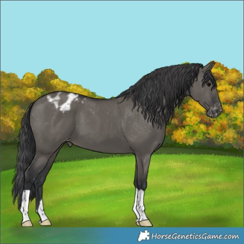 Horse Color:Grullo Varnish 