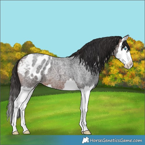 Horse Color:Brown Roan Splash Blanket 