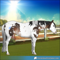 Horse Color:White Spotted Brown Splash Tobiano Rabicano