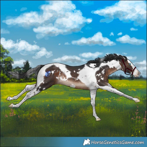 Horse Color:White Spotted Brown Splash Tobiano Rabicano 