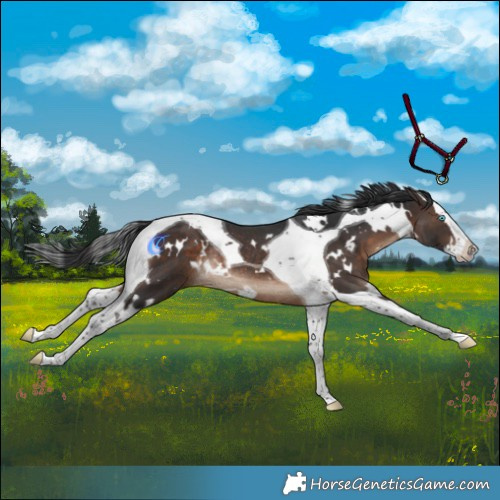 Horse Color:White Spotted Brown Splash Tobiano Rabicano