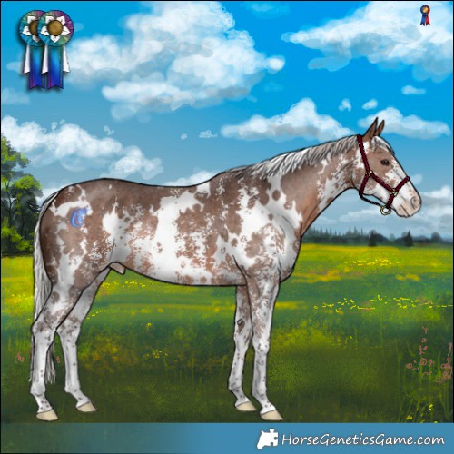 Horse Color:White Spotted Silver Brown Sabino Appaloosa
