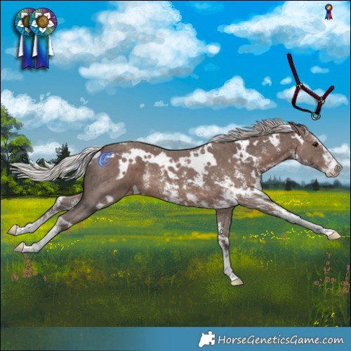 Horse Color:White Spotted Silver Black Sabino Appaloosa 