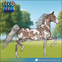 Horse Color:White Spotted Silver Black Sabino Varnish 