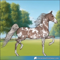 Horse Color:White Spotted Silver Black Sabino Varnish