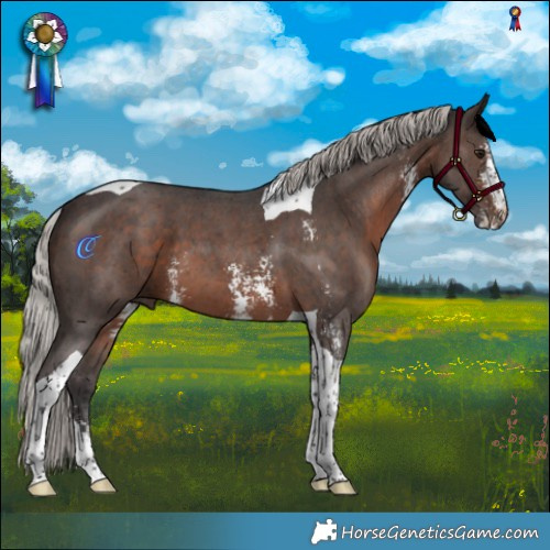 Horse Color:Silver Brown Sabino Tobiano