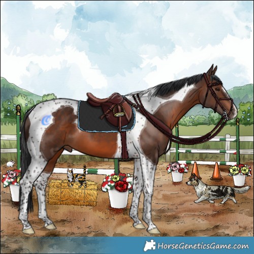 Horse Color:Brown Tobiano 