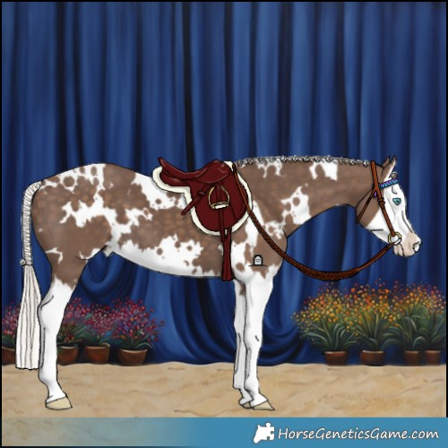 Horse Color:White Spotted Silver Black Splash 