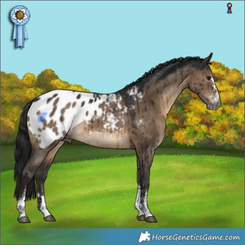 Horse Color:Gray Brown Dun Sabino Appaloosa Brindle 