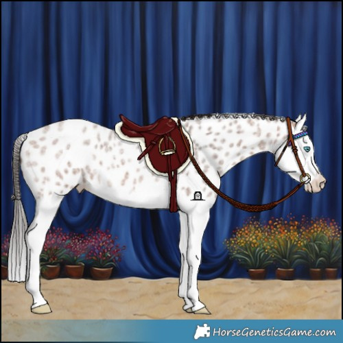 Horse Color:Bay Roan Splash Appaloosa