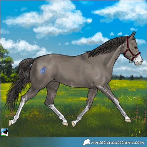 Horse Color:Grullo Sabino Appaloosa