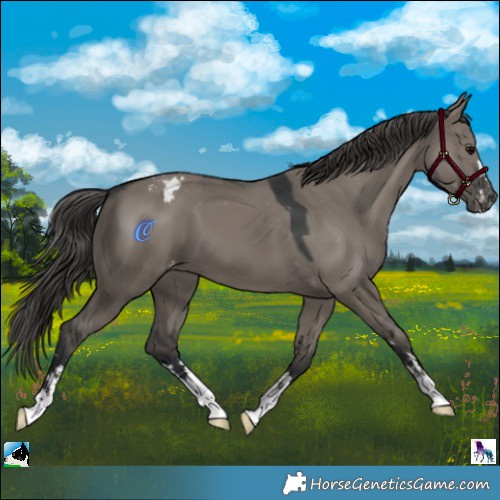 Horse Color:Grullo Appaloosa 