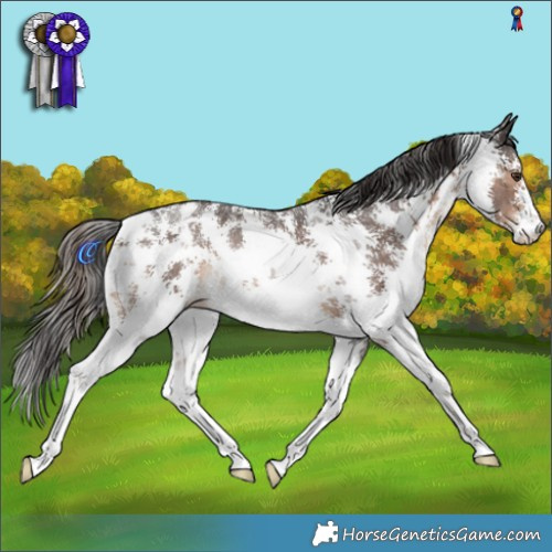 Horse Color:Liver Chestnut Sabino Rabicano 