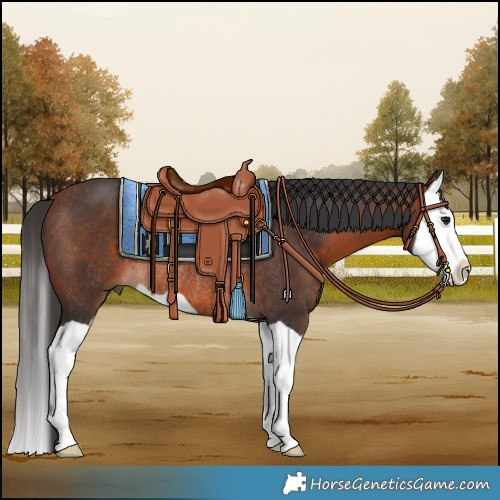 Horse Color:Brown Splash Rabicano 