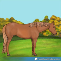 Horse Color:Chestnut 