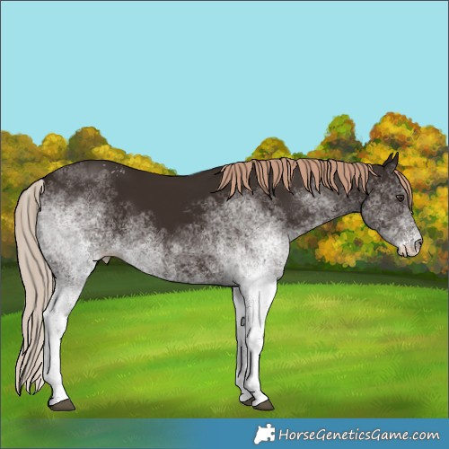 Horse Color:White Spotted Liver Chestnut