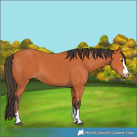 Horse Color:Bay 