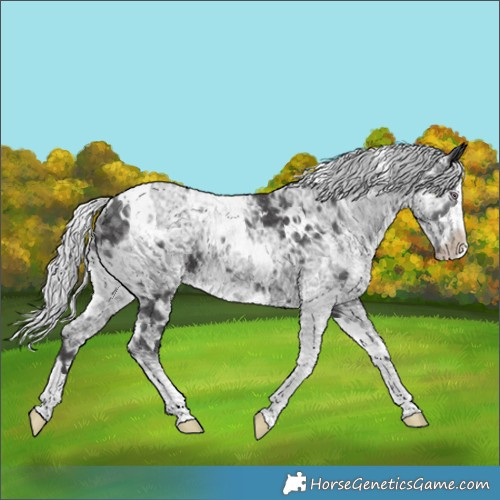 Horse Color:White Spotted Silver Smoky Black Chinchilla Ice
