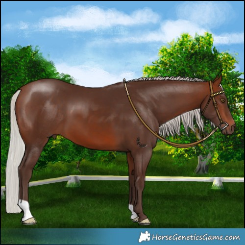 Horse Color:Silver Brown 