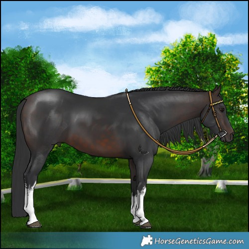 Horse Color:White Spotted Brown 