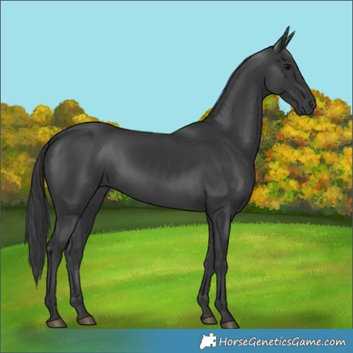 Horse Color:Black 