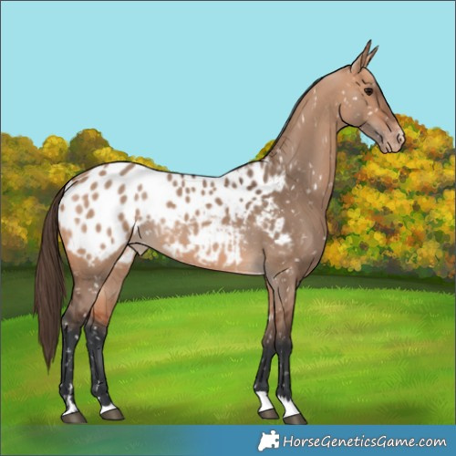 Horse Color:Bay Dun Appaloosa 