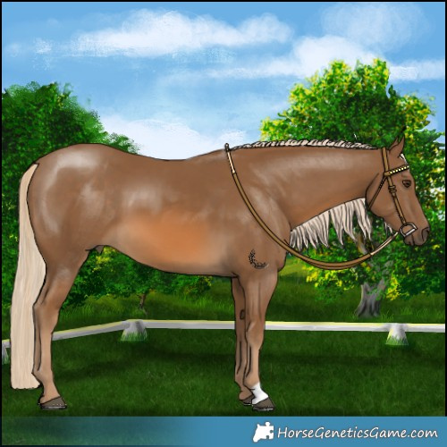 Horse Color:Chocolate Palomino