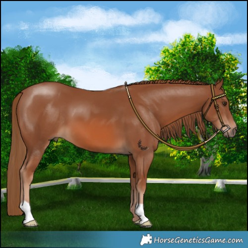 Horse Color:Chestnut 
