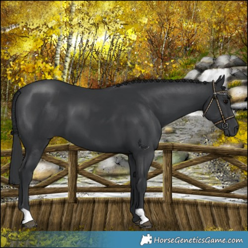 Horse Color:Black 