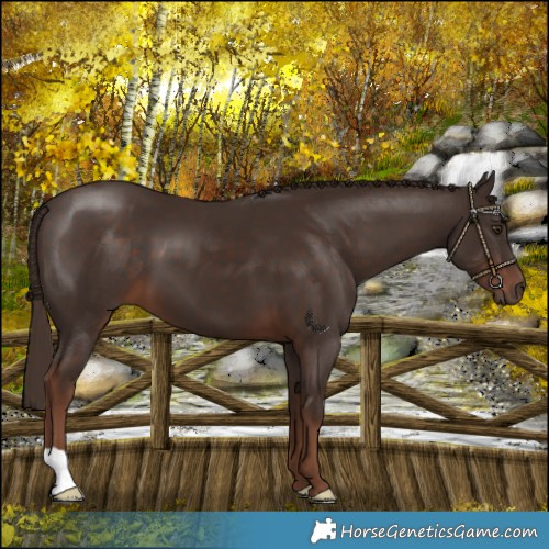 Horse Color:Liver Chestnut 