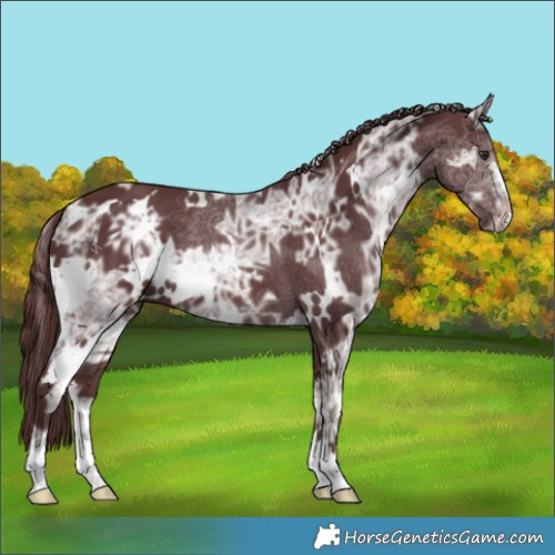 Horse Color:White Spotted Chocolate Smoky Black Chinchilla Ice