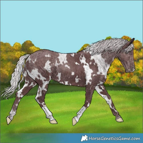 Horse Color:White Spotted Chocolate Silver Smoky Black Chinchilla