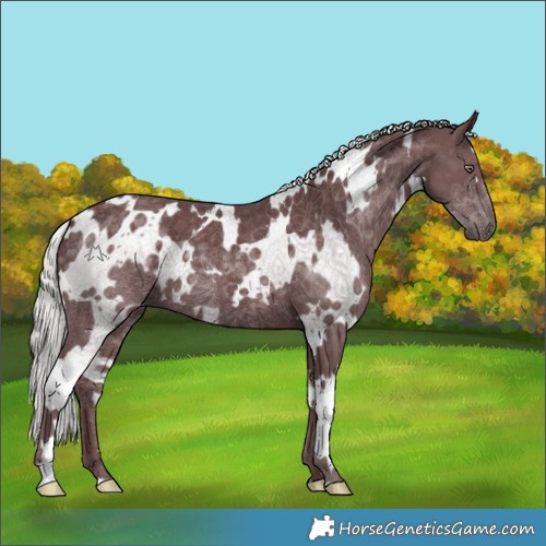 Horse Color:White Spotted Chocolate Silver Smoky Black Chinchilla Ice