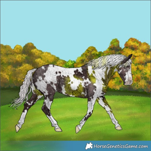 Horse Color:White Spotted Chocolate Silver Black Chinchilla Ice