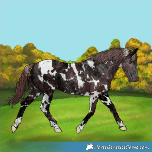 Horse Color:White Spotted Chocolate Smoky Black Chinchilla Ice 