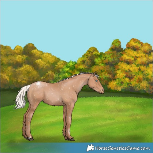 Horse Color:Silver Black Pearl Appaloosa Rabicano 
