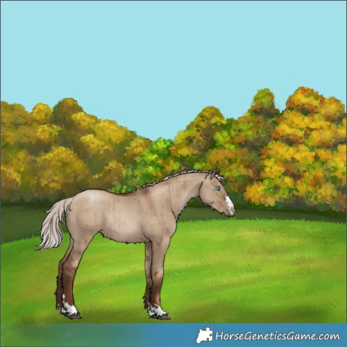 Horse Color:Gray Silver Grullo Pearl Rabicano Brindle 