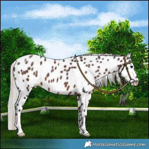 Horse Color:Silver Black Appaloosa