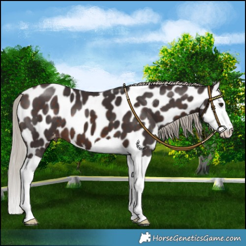 Horse Color:Silver Brown Splash Appaloosa