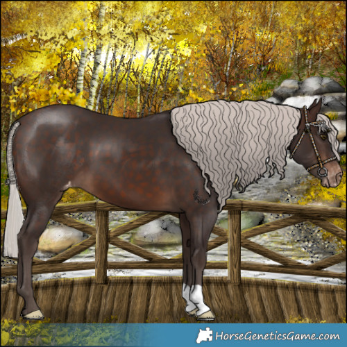 Horse Color:Silver Brown Varnish 