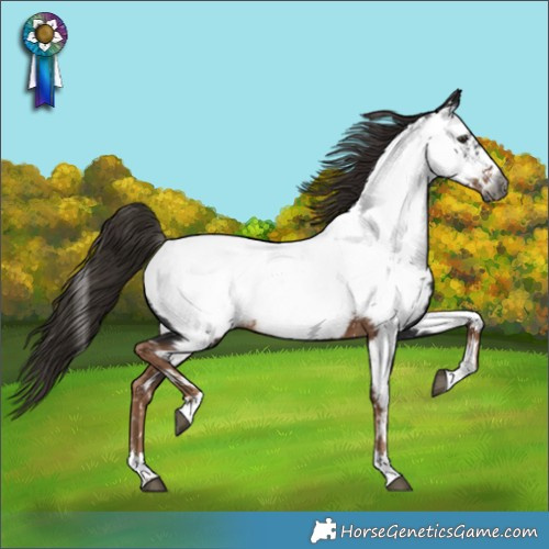 Horse Color:Gray Liver Chestnut Appaloosa 