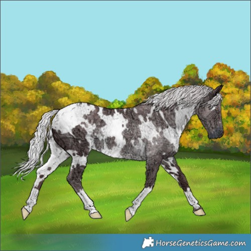 Horse Color:White Spotted Chocolate Silver Black Chinchilla Ice 