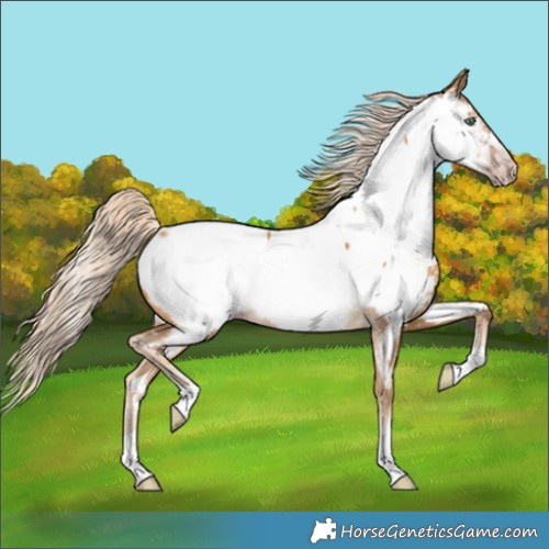 Horse Color:Gray Gold Cream Champagne Appaloosa 