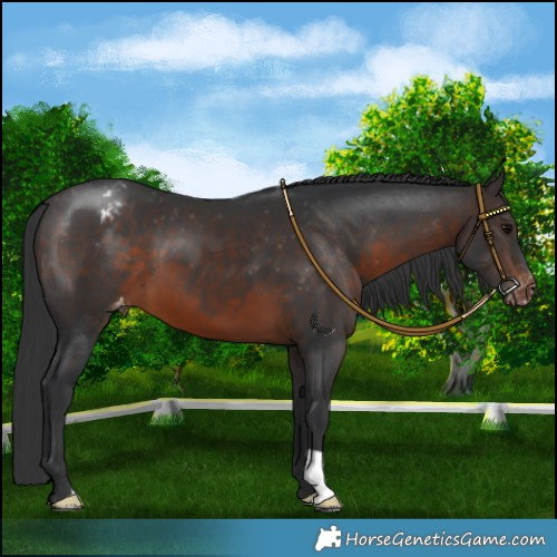 Horse Color:Brown Appaloosa