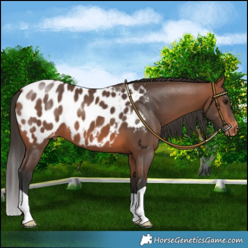 Horse Color:Bay Appaloosa 