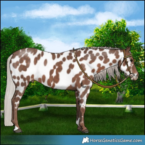 Horse Color:Silver Black Appaloosa