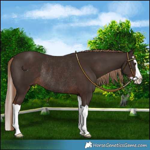 Horse Color:Liver Chestnut Splash Rabicano