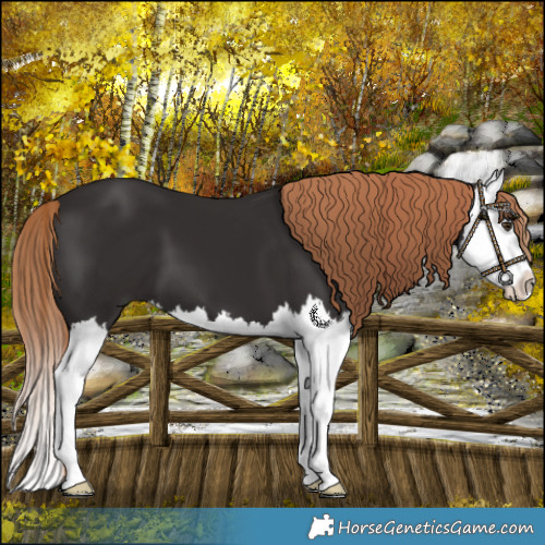 Horse Color:Liver Chestnut Splash 