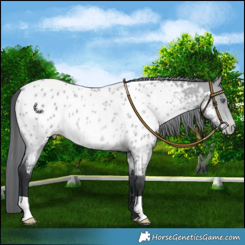 Horse Color:Bay Chinchilla Near Leopard Rabicano 