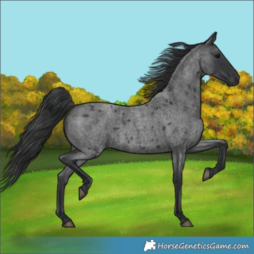 Horse Color:Blue Roan